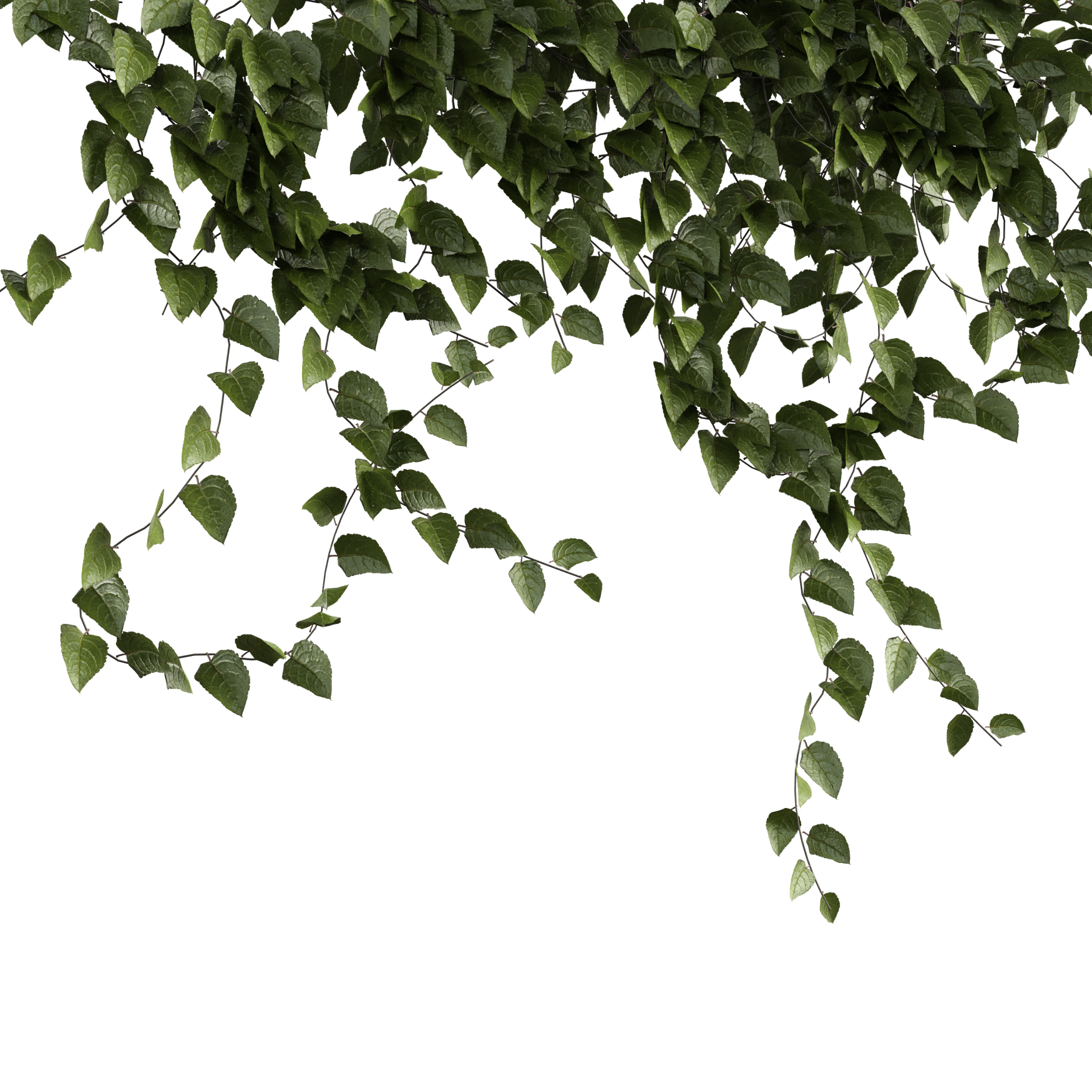 Plants_Outdoor-Climbers_Ivy-Wall-Hanging_02_Beauty