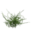 Climbing Ivy 02