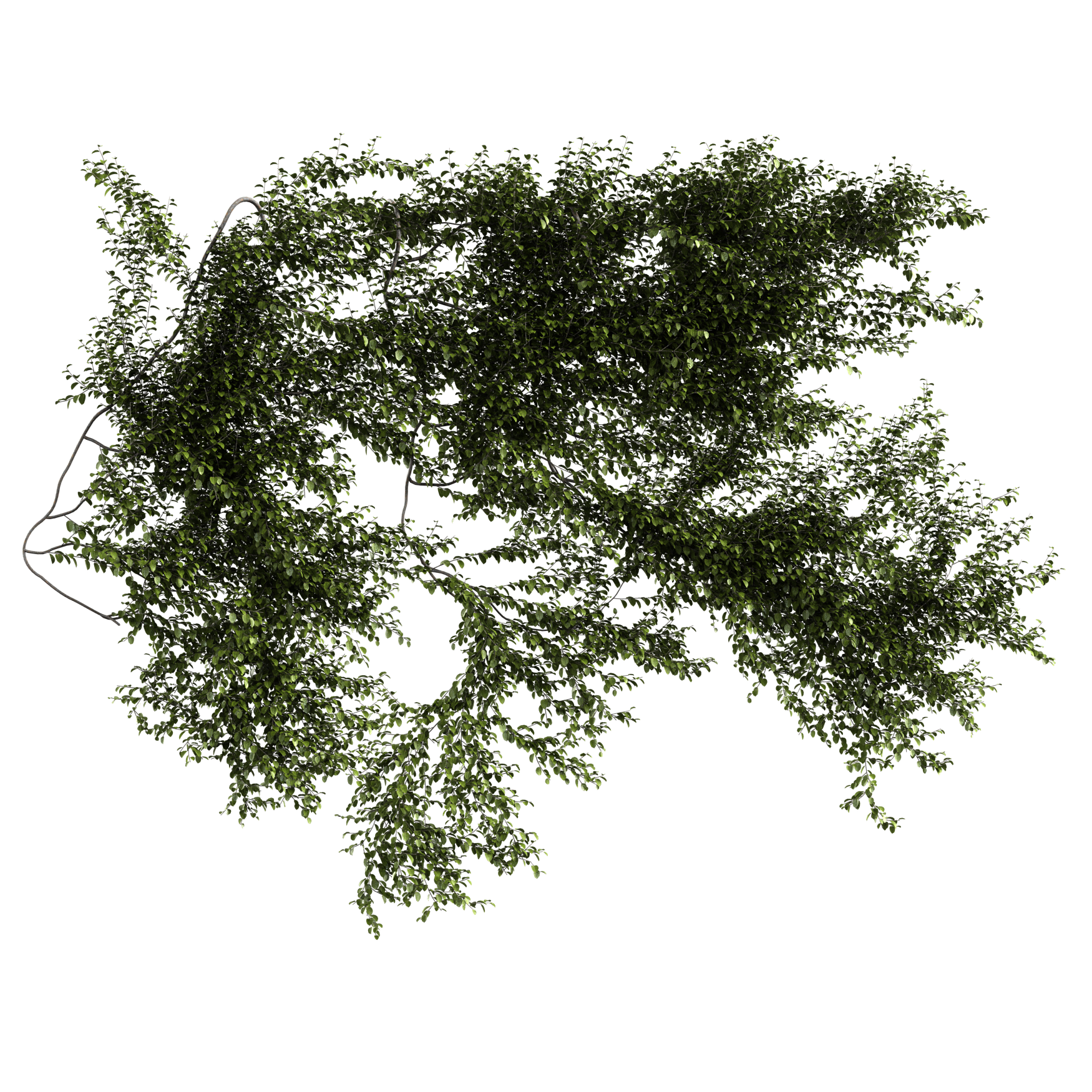 Plants_Outdoor-Climbers_Bush-Wall-Hanging_01