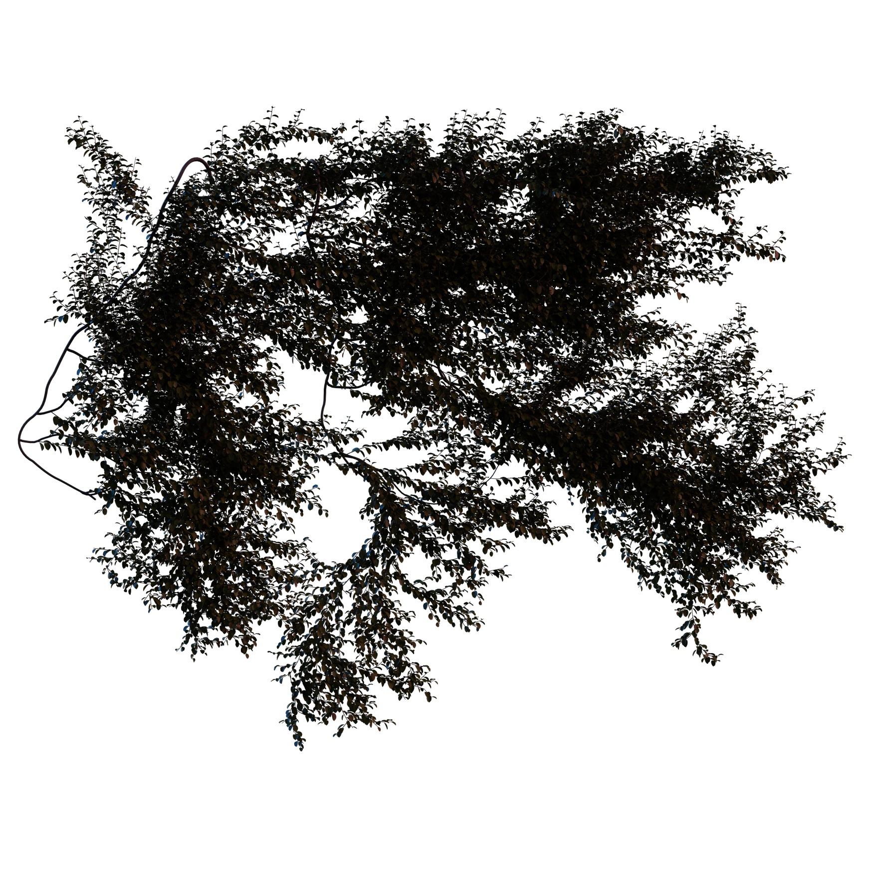 Plants_Outdoor-Climbers_Bush-Wall-Hanging_01_Hover