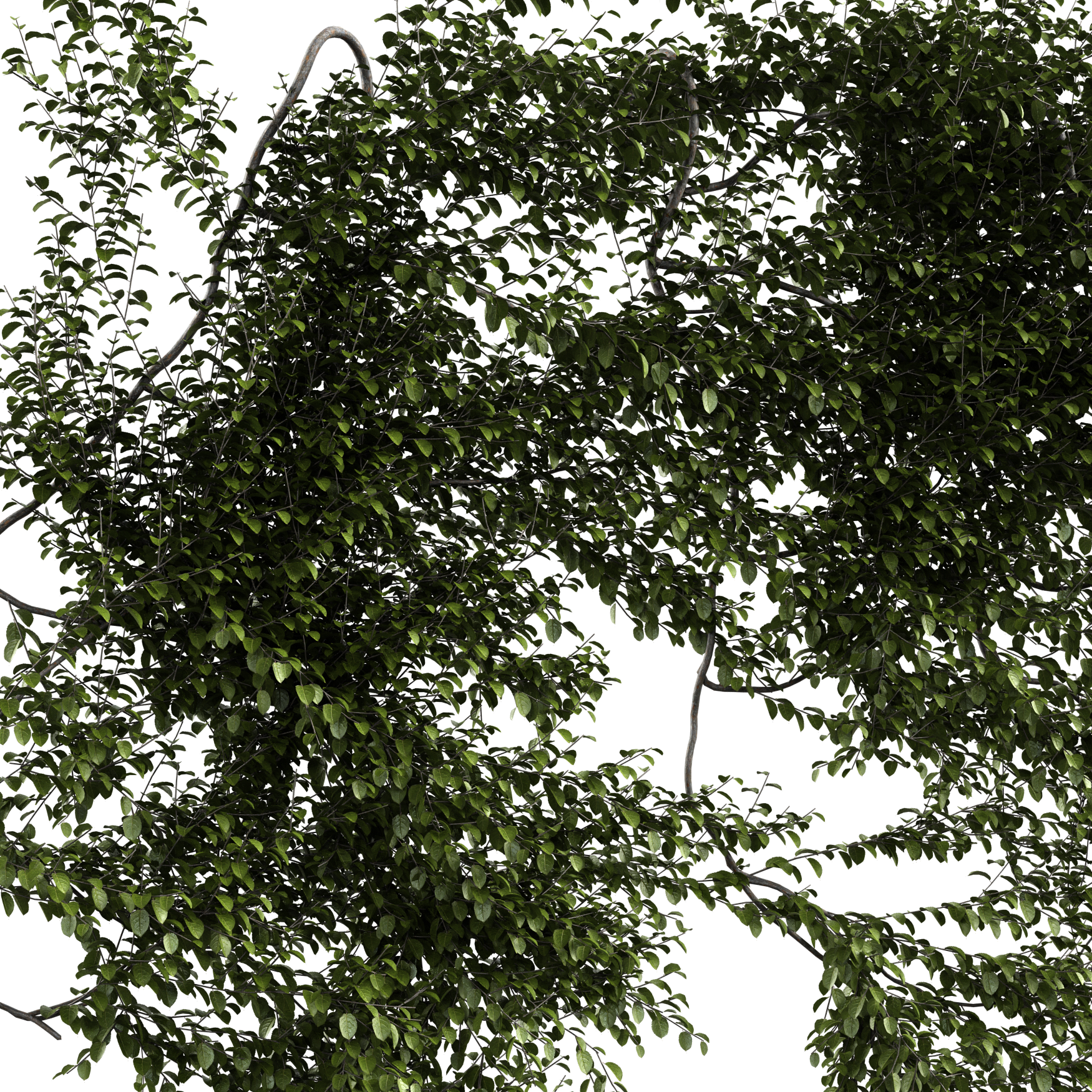 Plants_Outdoor-Climbers_Bush-Wall-Hanging_01_Beauty