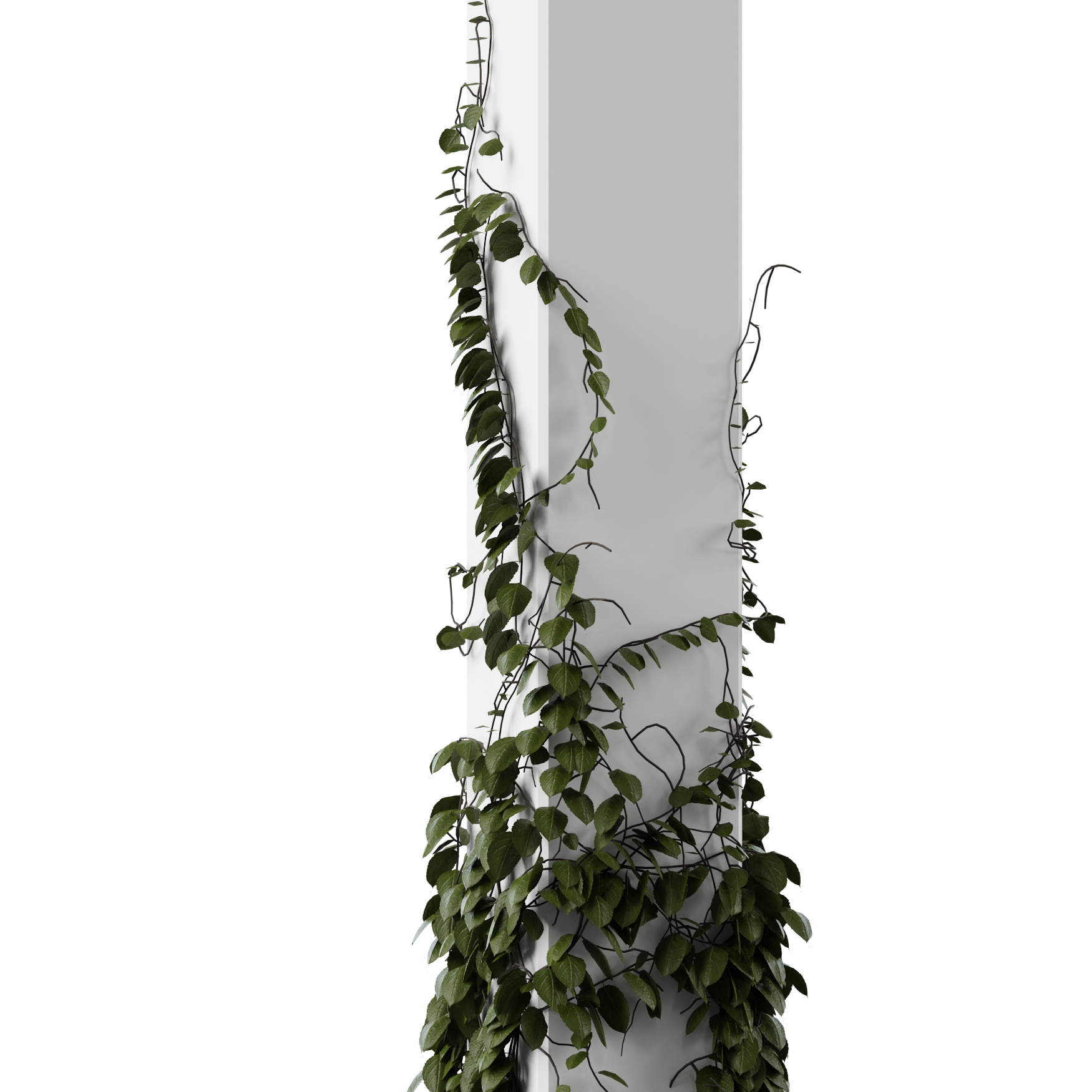 Plants_Outdoor-Climbers_Ivy-Pillar-Square_01_Beauty