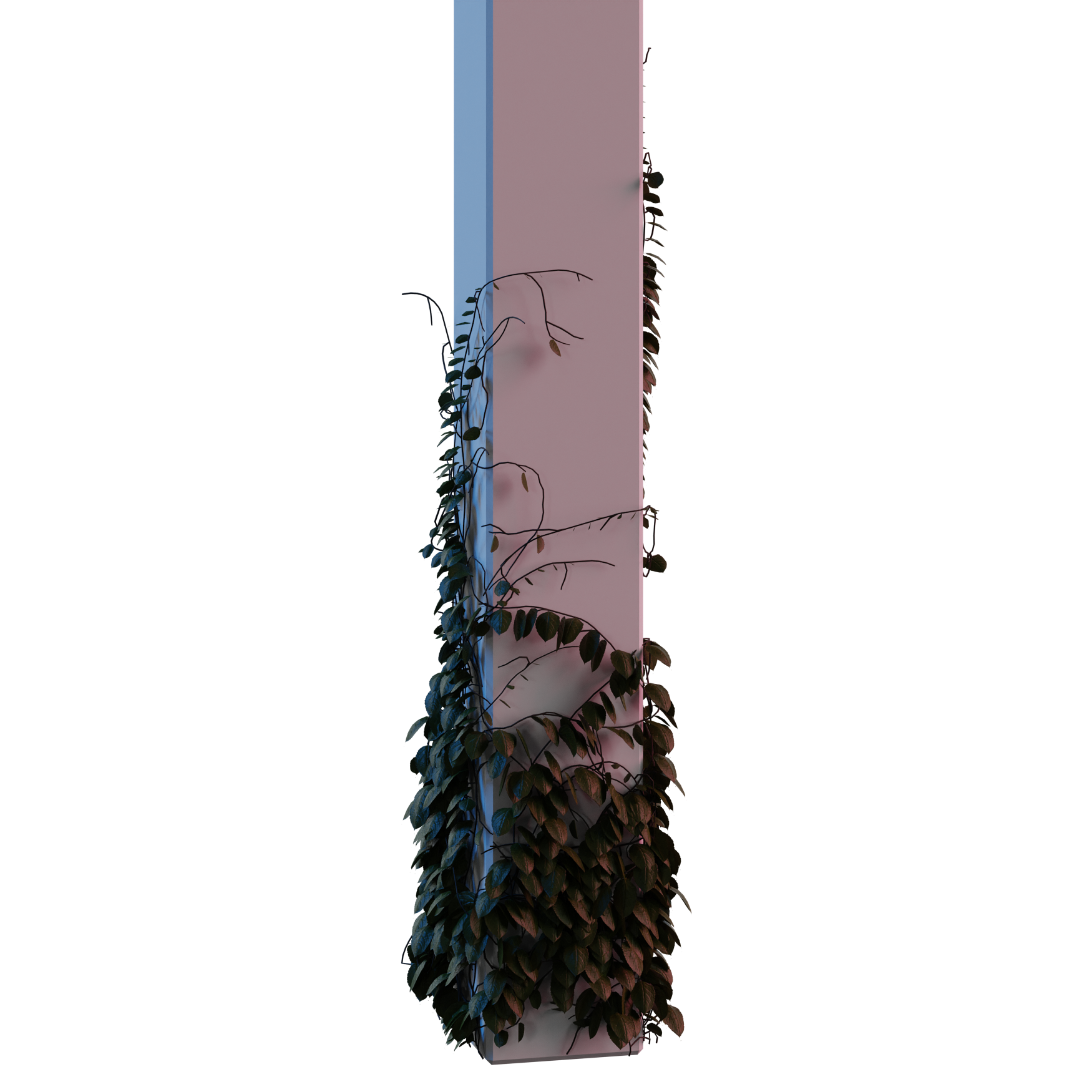 Plants_Outdoor-Climbers_Ivy-Pillar-Square_01_Hover