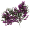 Bougainvillea Wall 01