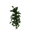 Tall Bush 01