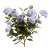 Hydrangea 02