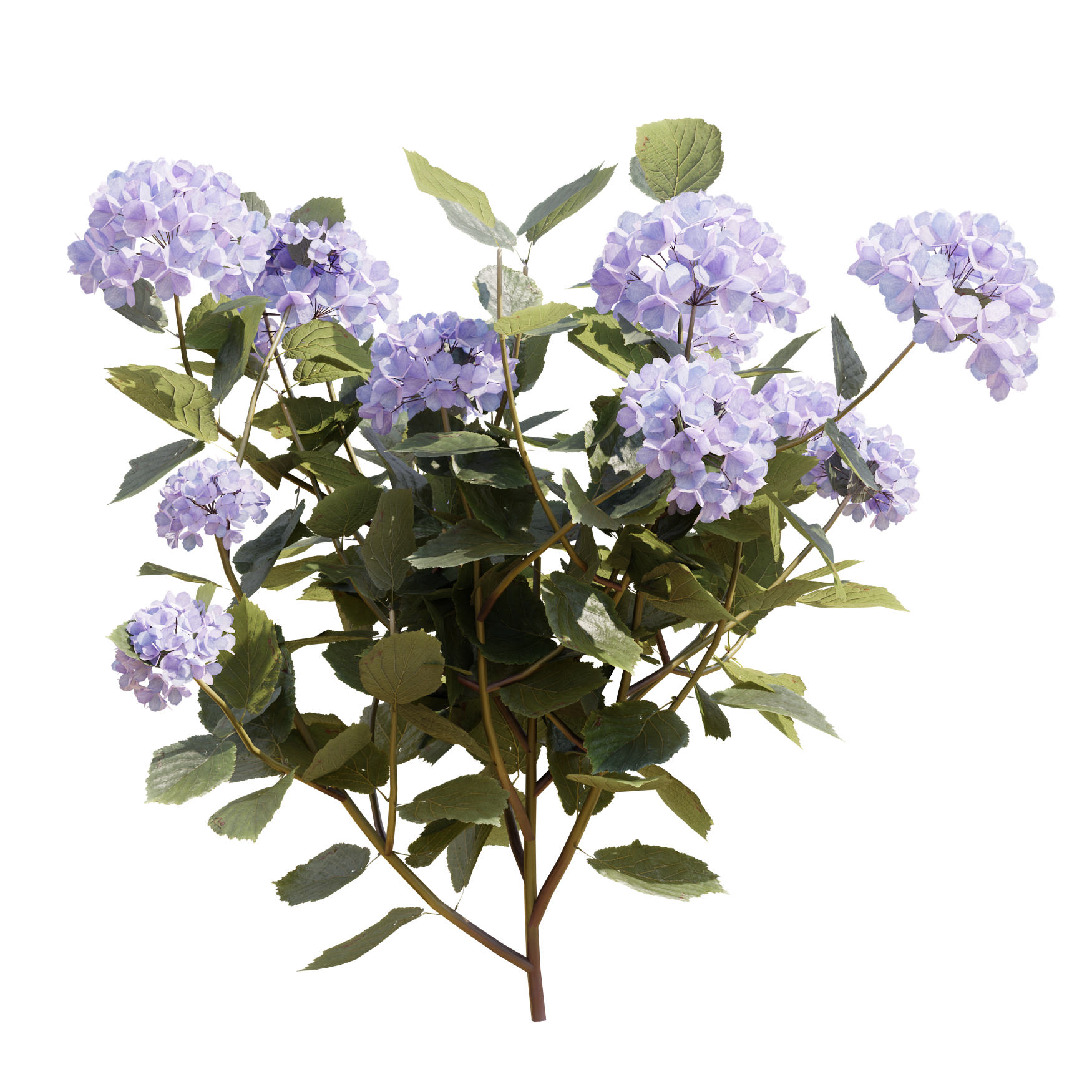 hydrangea様 リクエスト 3点 まとめ商品 Pandora Paniculata – Hydrangeas.com