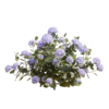 Hydrangea 01