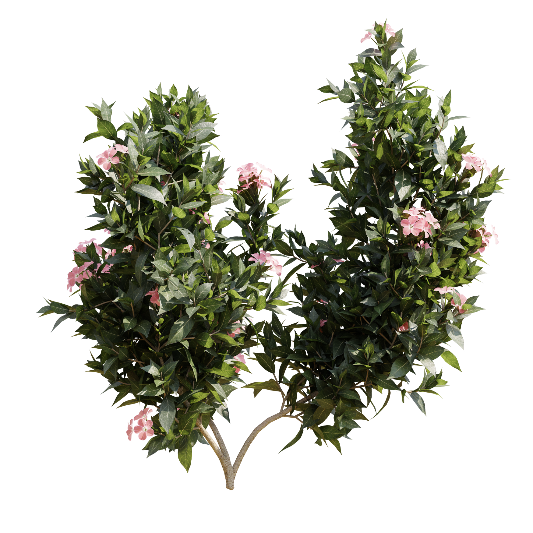 Plants_Outdoor-Shrubs_Nerium-Oeander_02