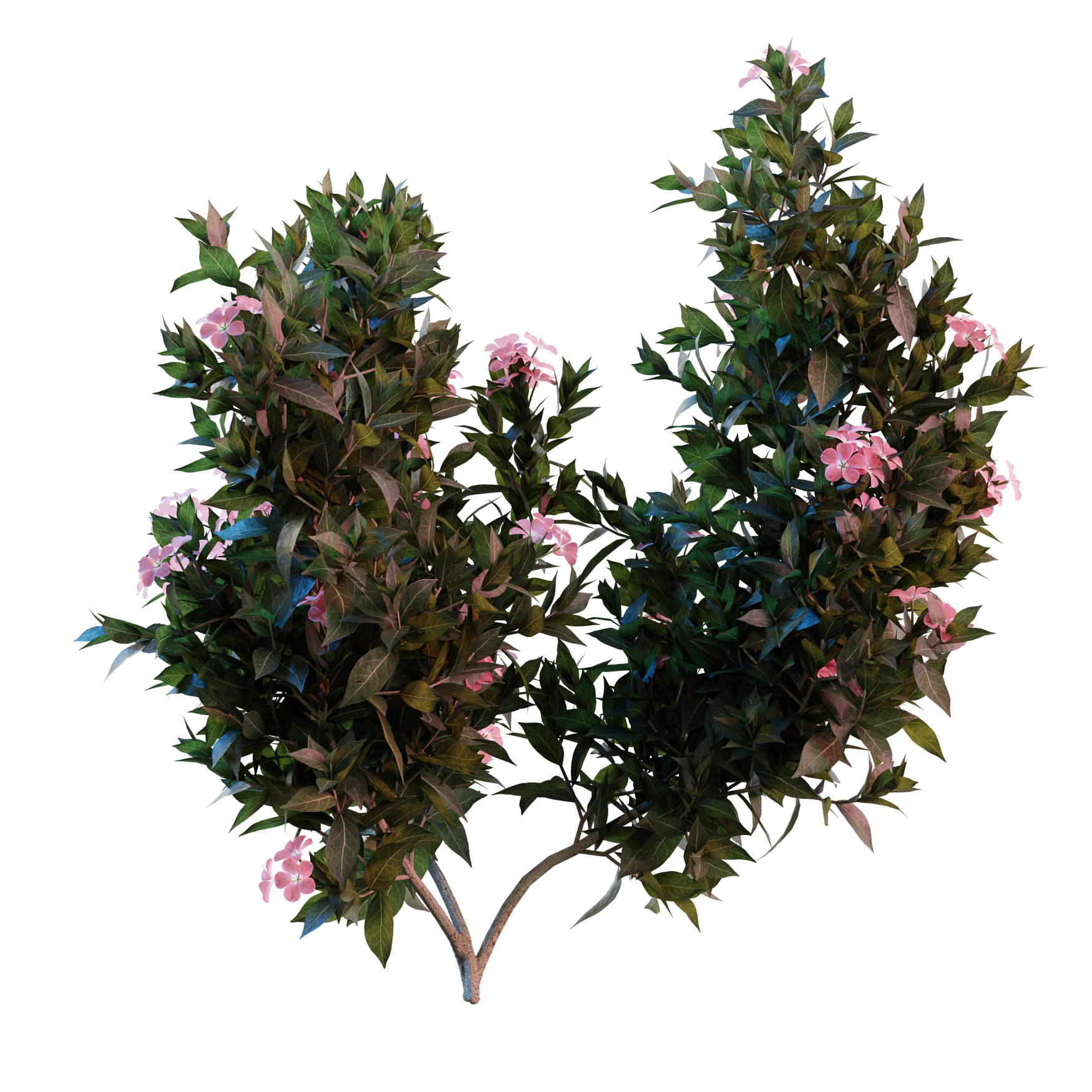 Plants_Outdoor-Shrubs_Nerium-Oeander_02_Hover