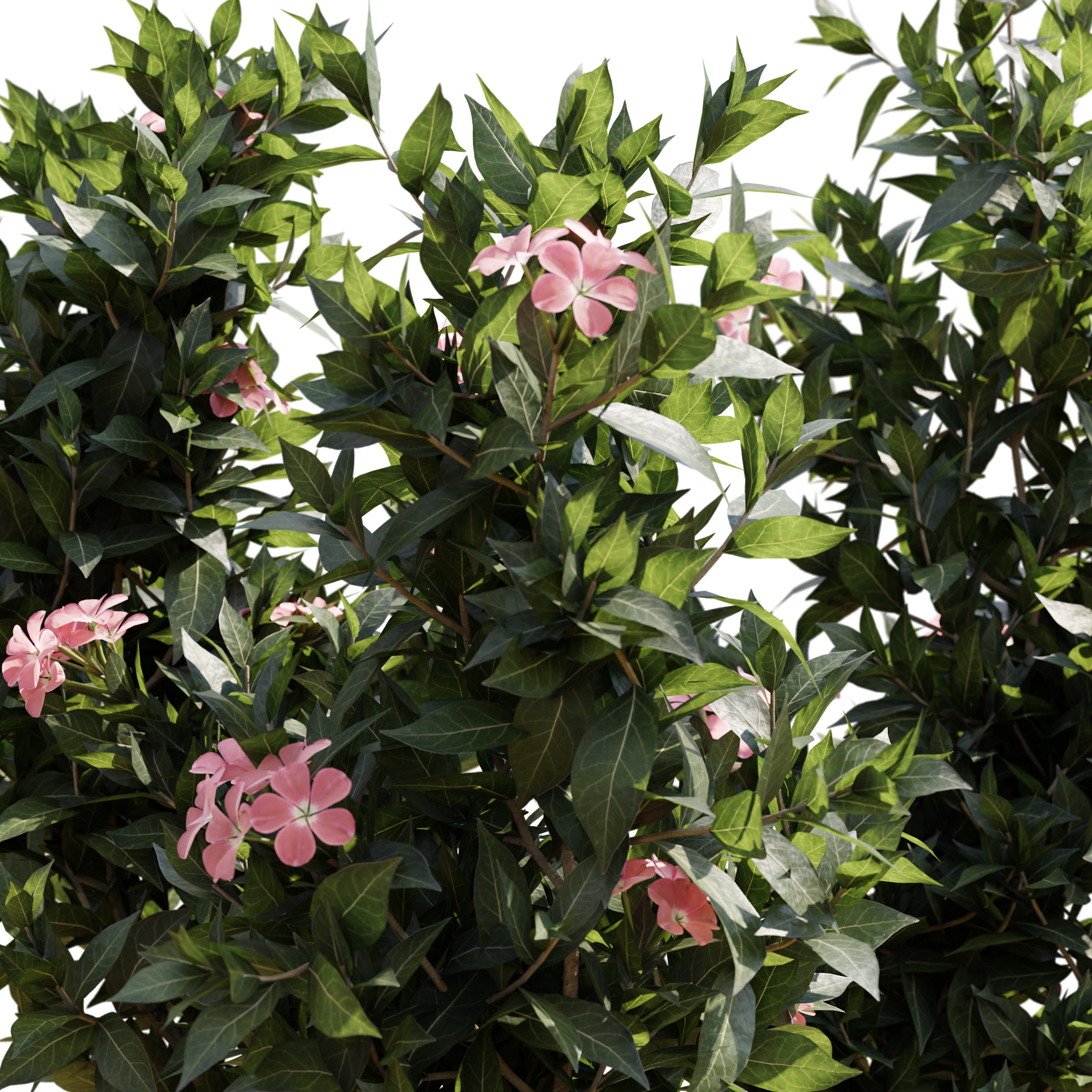 Plants_Outdoor-Shrubs_Nerium-Oeander_02_Beauty