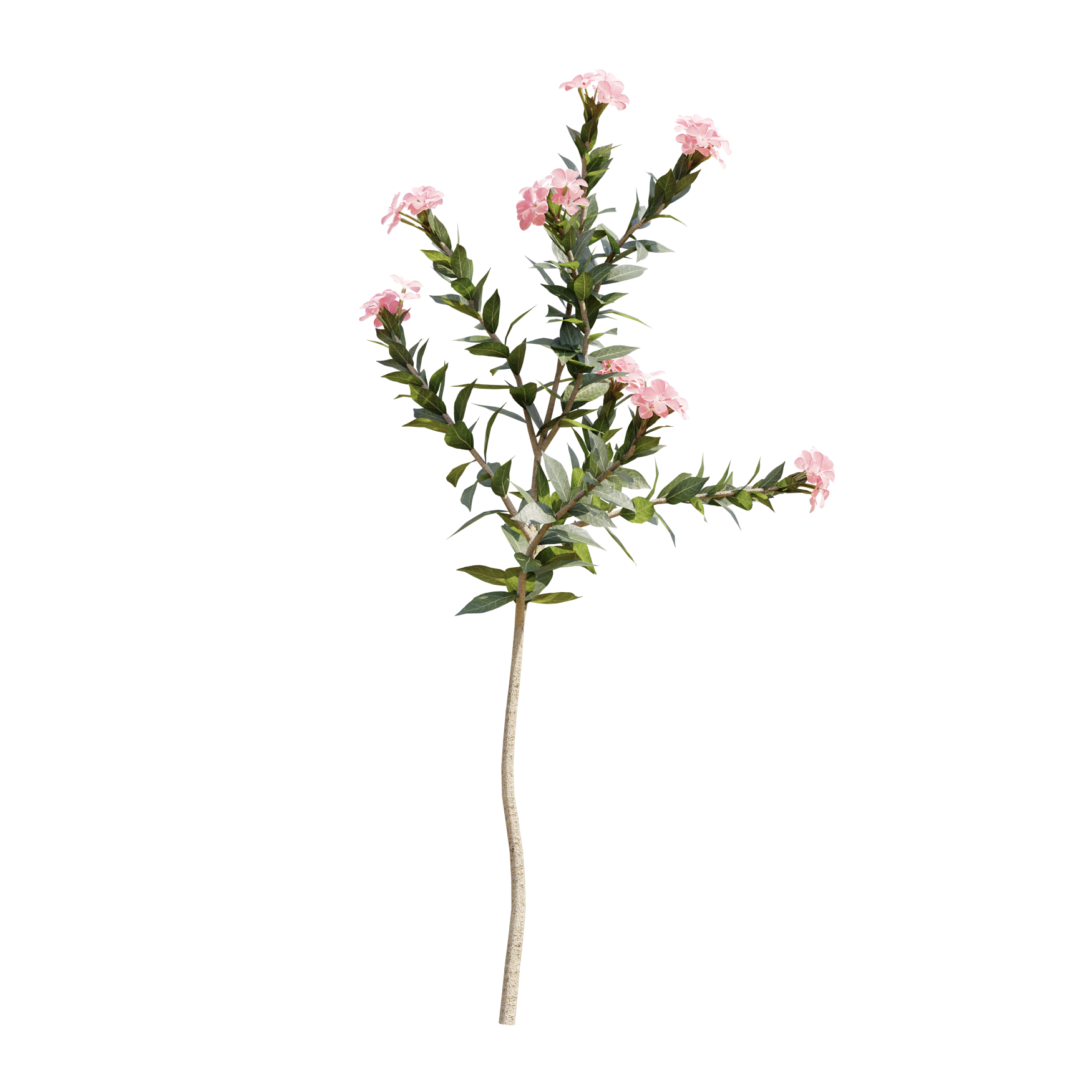 Plants_Outdoor-Shrubs_Nerium-Oeander_03