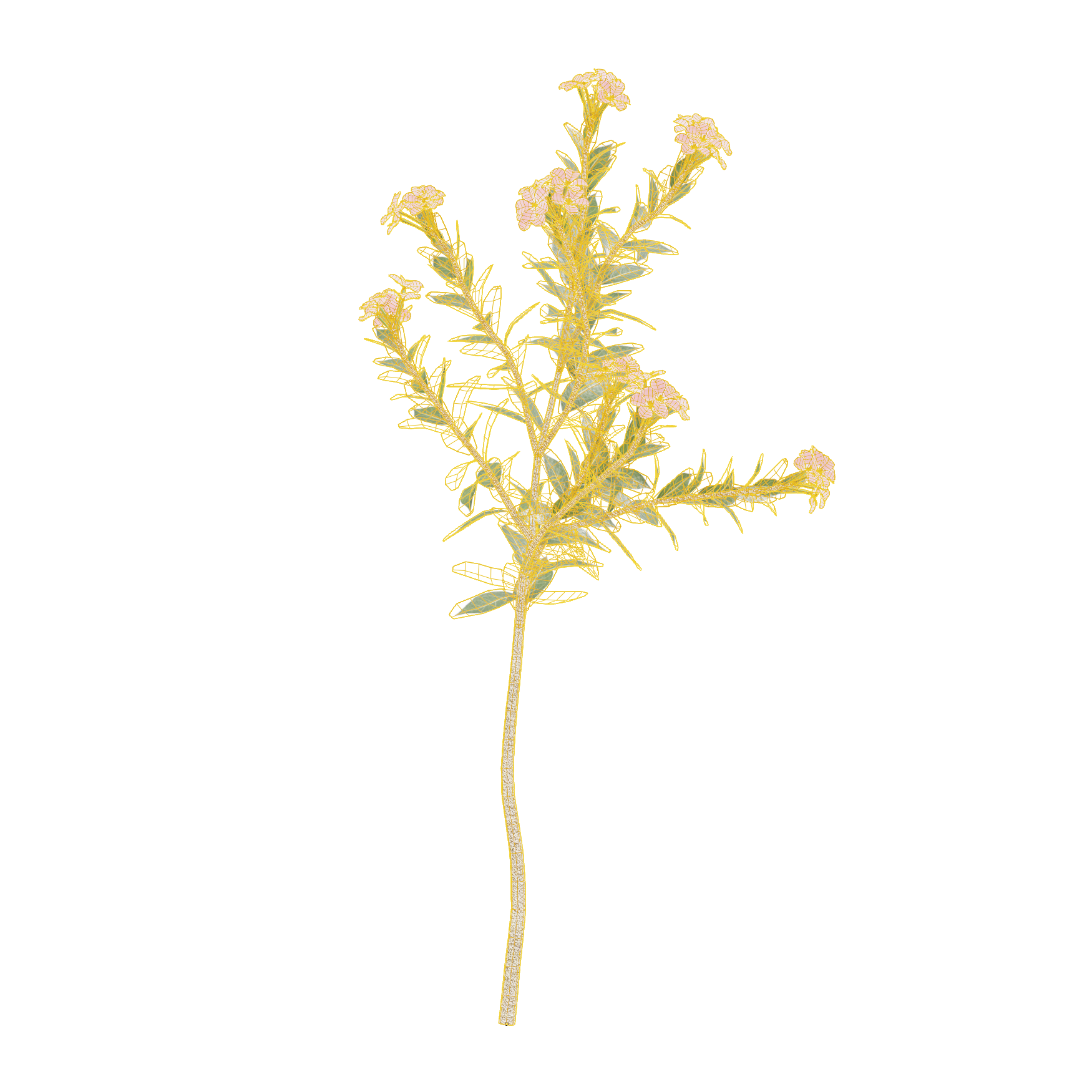 Plants_Outdoor-Shrubs_Nerium-Oeander_03_Wireframe