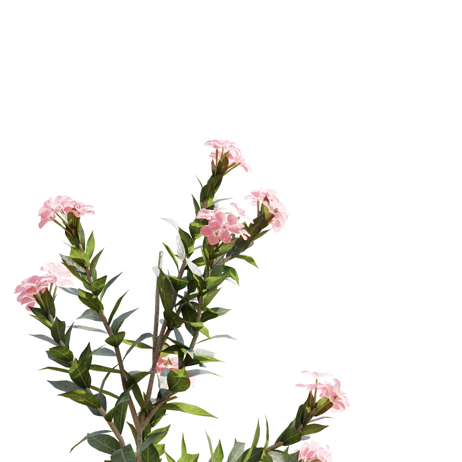 Plants_Outdoor-Shrubs_Nerium-Oeander_03_Beauty