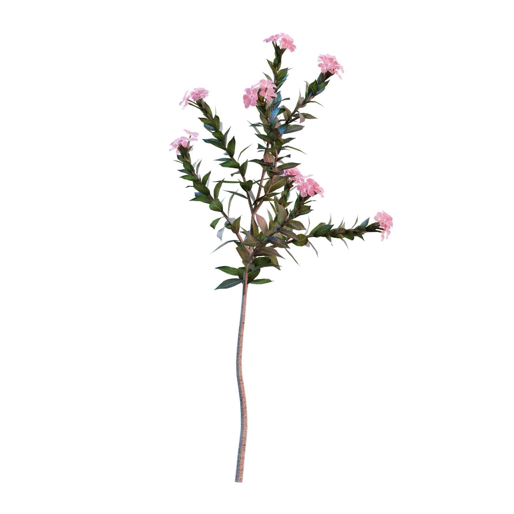 Plants_Outdoor-Shrubs_Nerium-Oeander_03_Hover