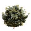 Bupleurum Fruticosum 01