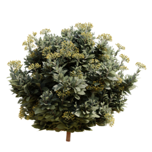 Bupleurum Fruticosum 01