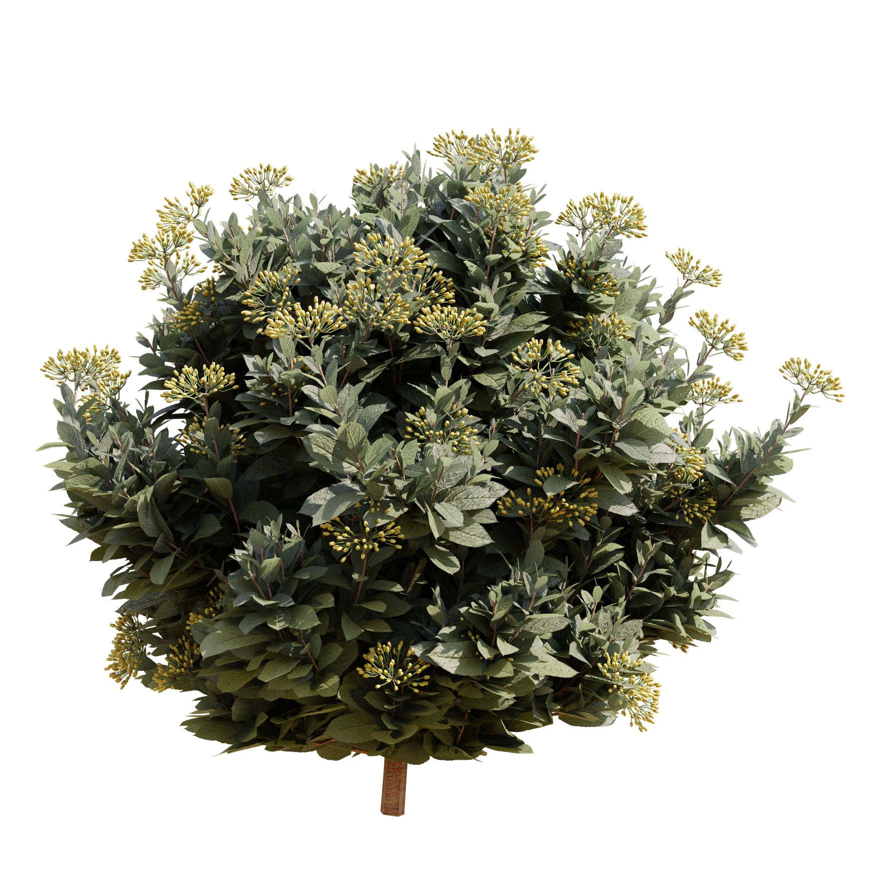 Plants_Outdoor-Shrubs_Bupleurum-Fruticosum_01