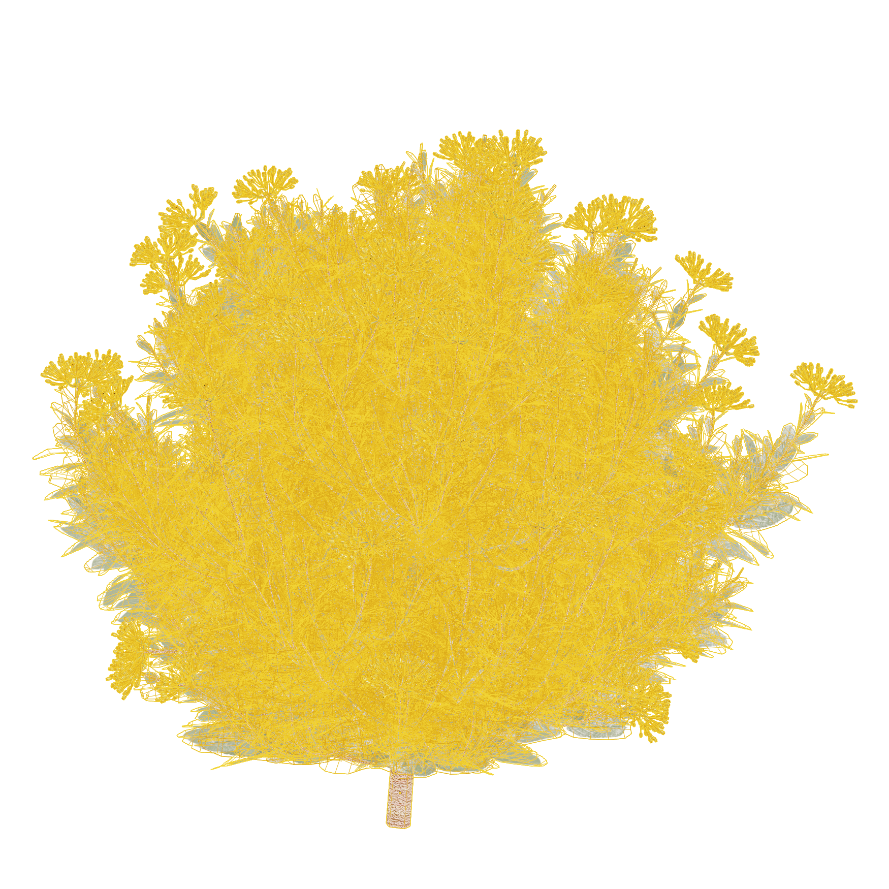 Plants_Outdoor-Shrubs_Bupleurum-Fruticosum_01_Wireframe