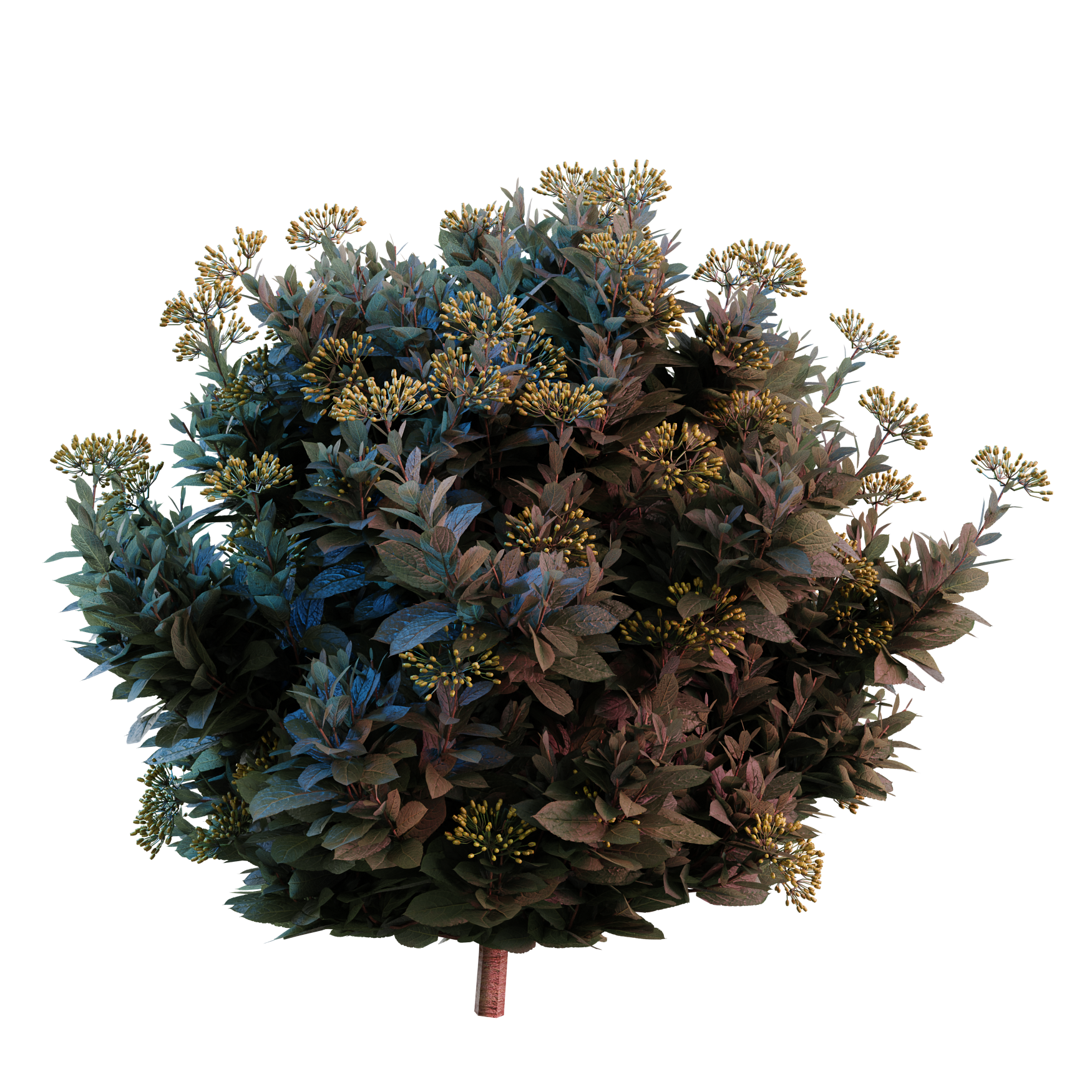 Plants_Outdoor-Shrubs_Bupleurum-Fruticosum_01_Hover