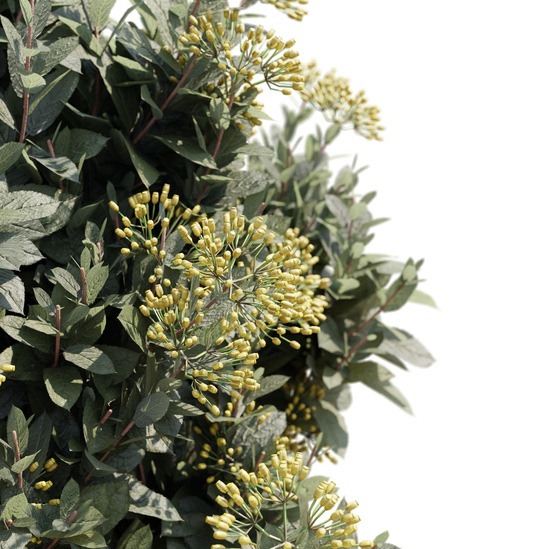 Plants_Outdoor-Shrubs_Bupleurum-Fruticosum_01_Beauty