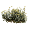 Bupleurum Fruticosum 02