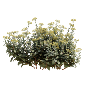 Bupleurum Fruticosum 02