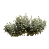 Bupleurum Fruticosum 03