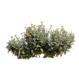 Bupleurum Fruticosum 03