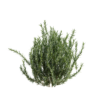 Rosemary 01