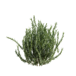 Rosemary 01