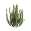 Rosemary 02