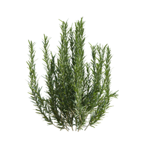 Rosemary 02