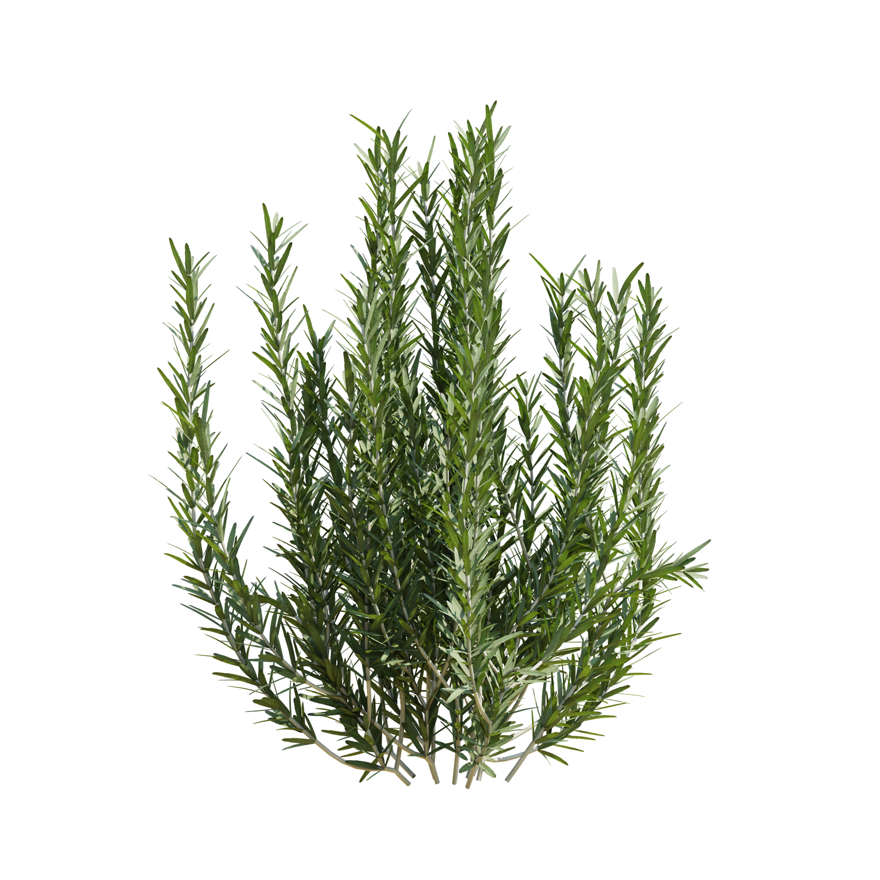 Plants_Outdoor-Shrubs_Rosemary_02