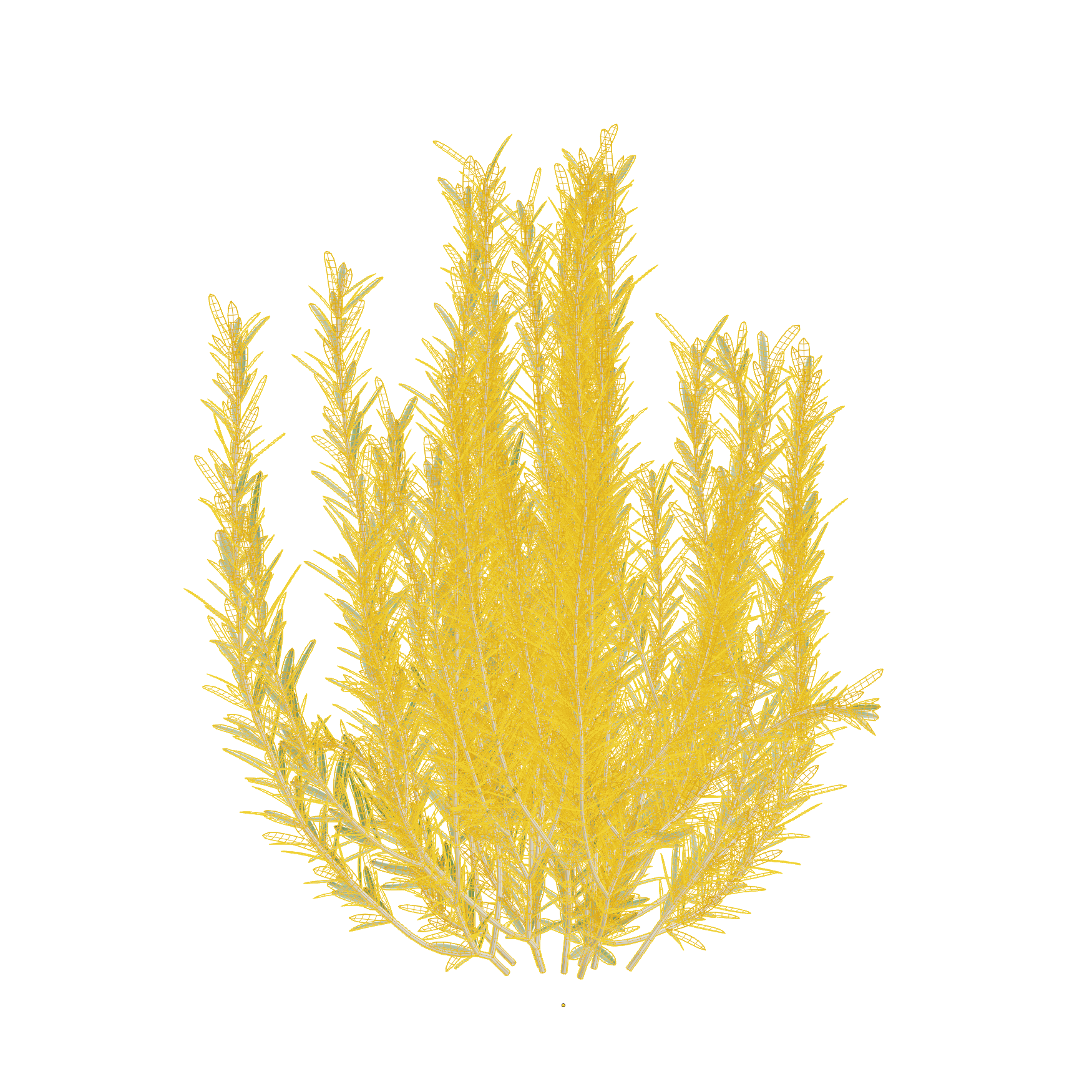 Plants_Outdoor-Shrubs_Rosemary_02_Wireframe