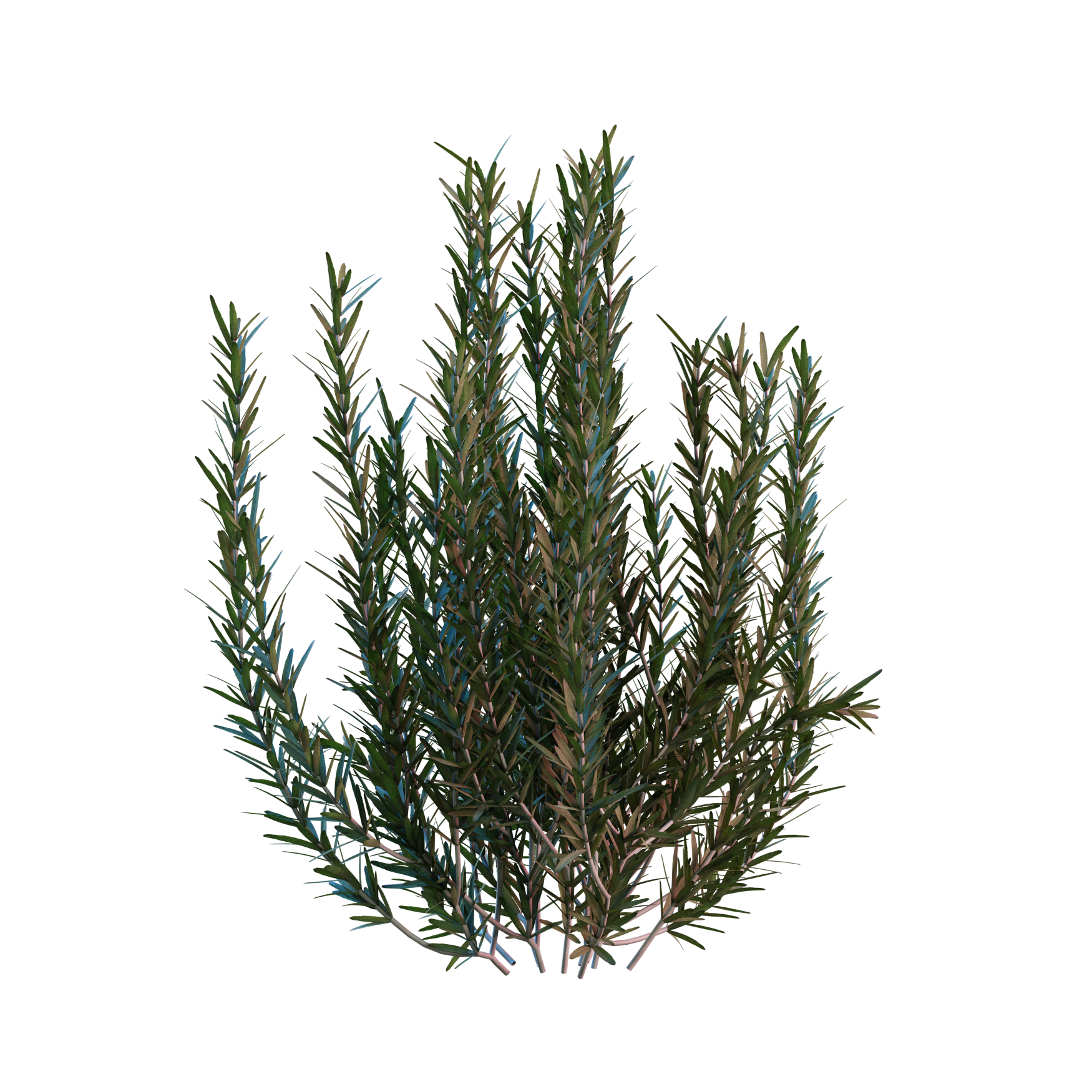 Plants_Outdoor-Shrubs_Rosemary_02_Hover