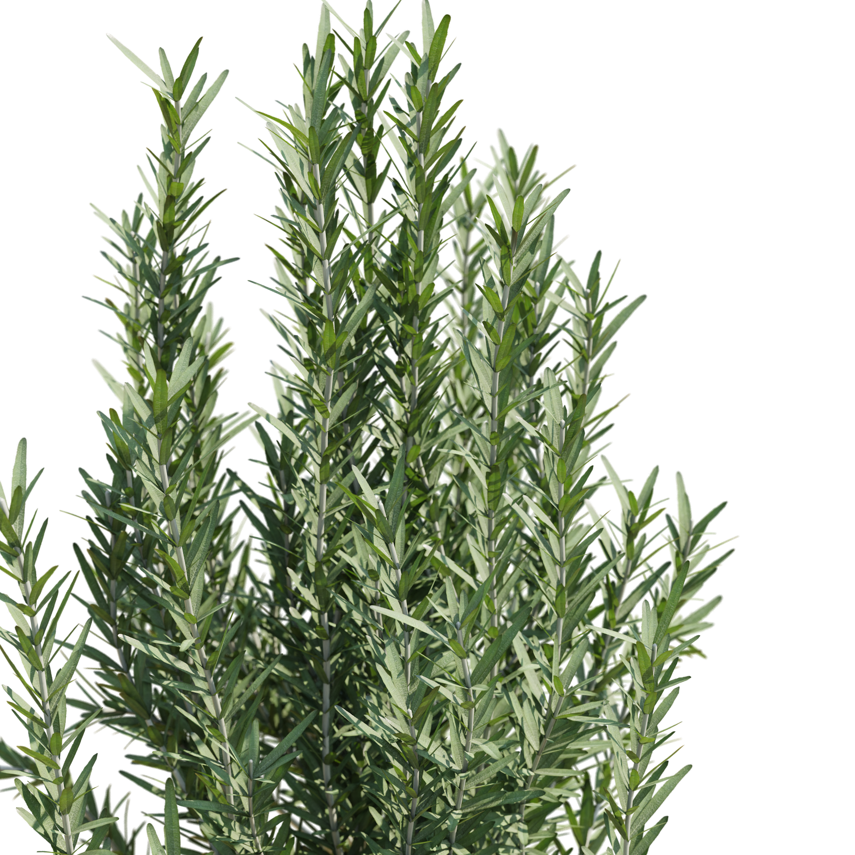 Plants_Outdoor-Shrubs_Rosemary_02_Beauty