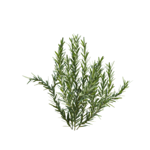 Rosemary 03