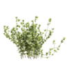 Thyme 01