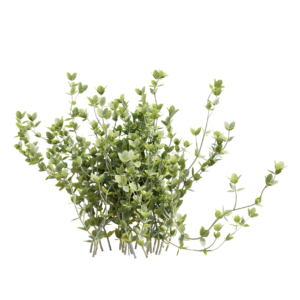 Thyme 01