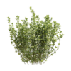 Thyme 02