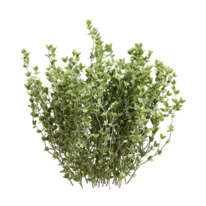 Thyme 02