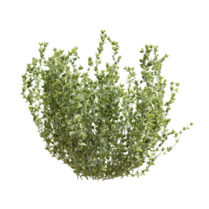 Thyme 03