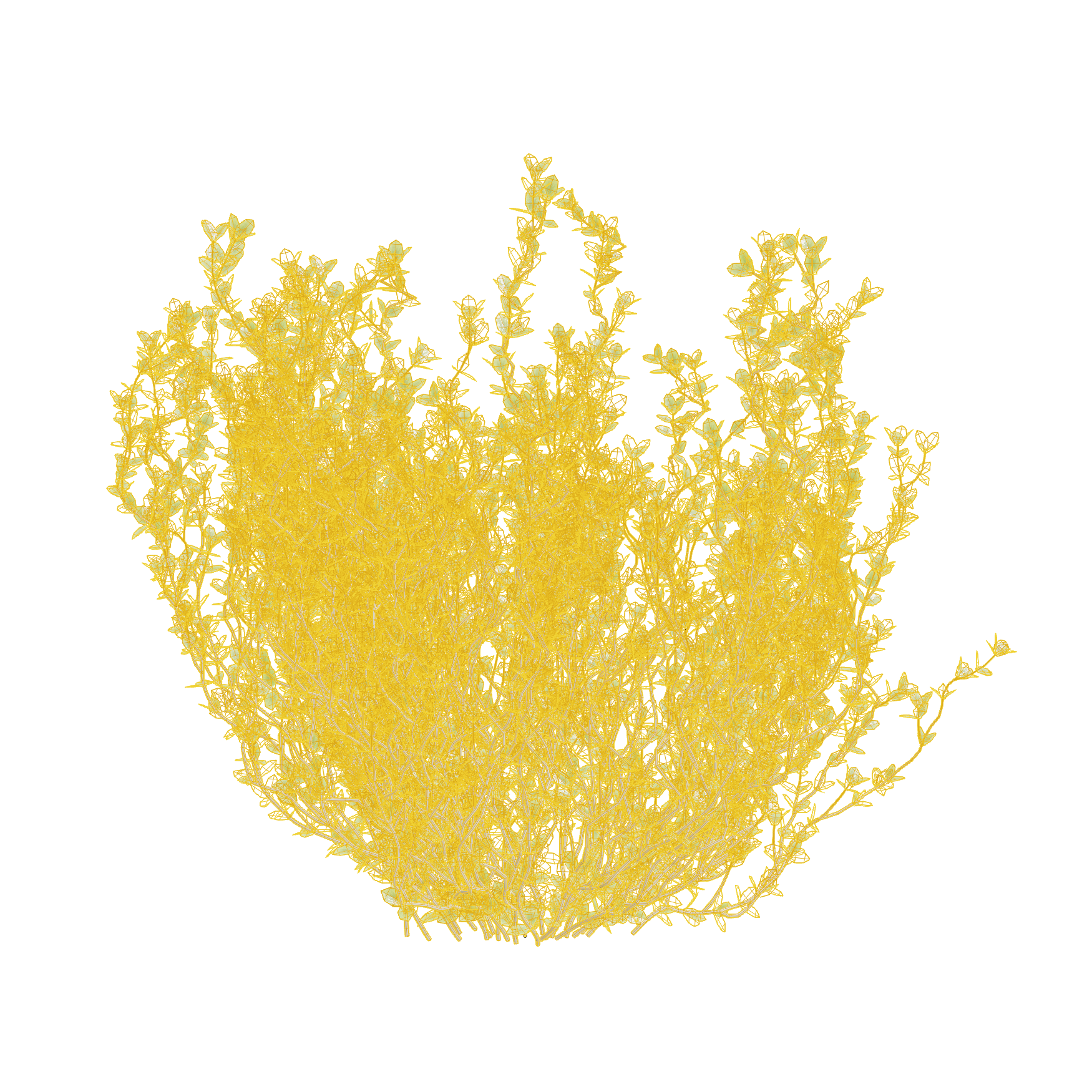 Plants_Outdoor-Shrubs_Thyme_03_Wireframe