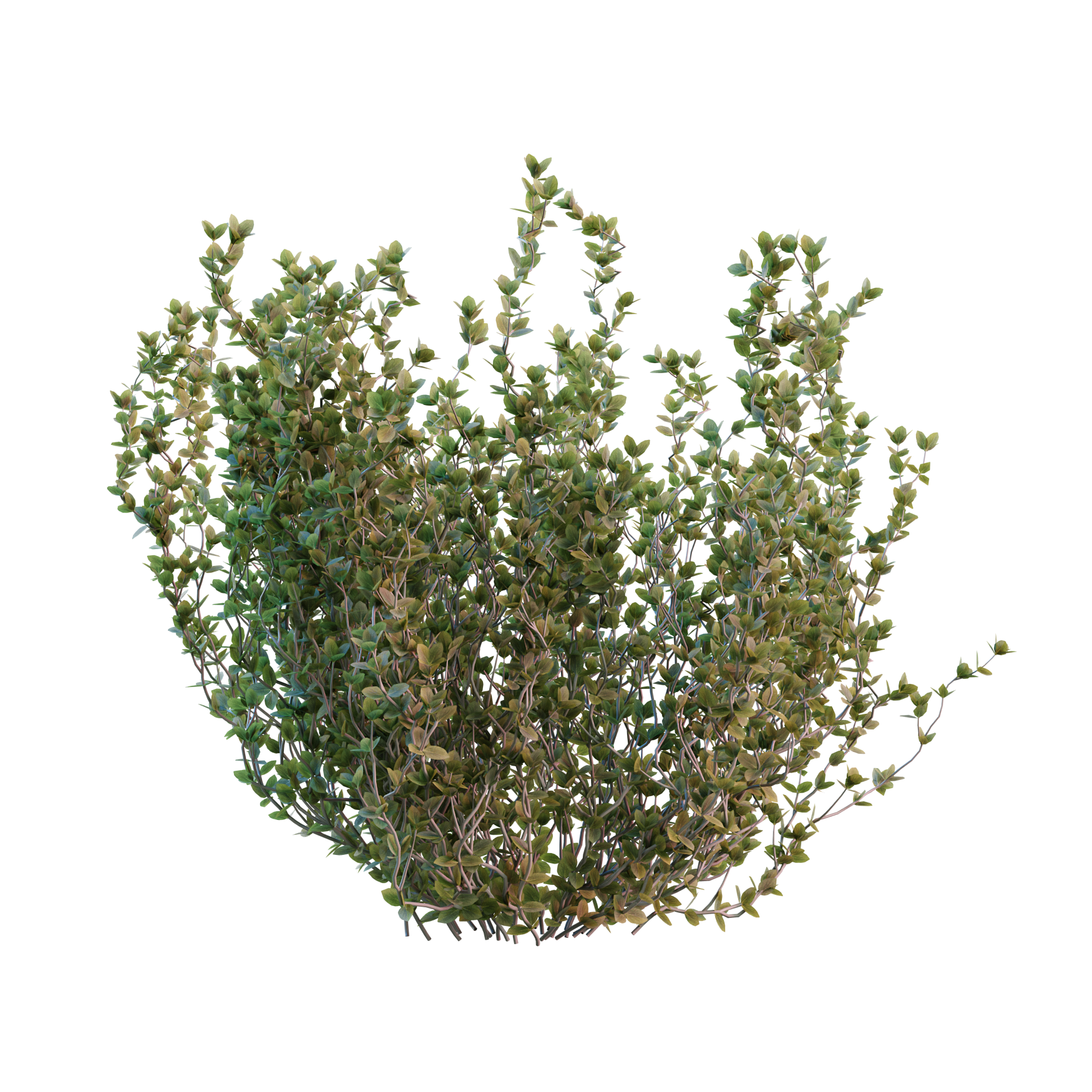 Plants_Outdoor-Shrubs_Thyme_03_Hover