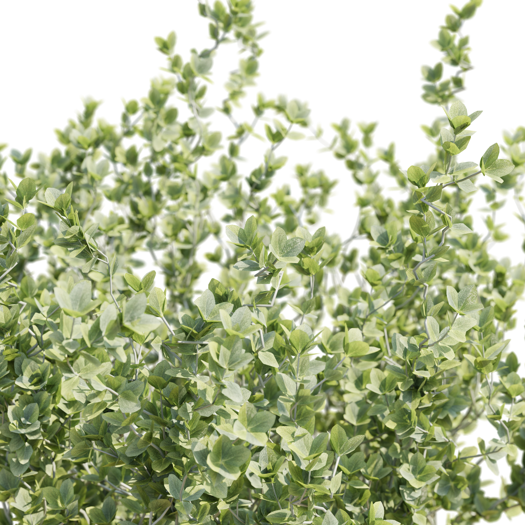 Plants_Outdoor-Shrubs_Thyme_03_Beauty