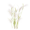 Hordeum Jubalum 01