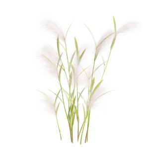 Hordeum Jubalum 01