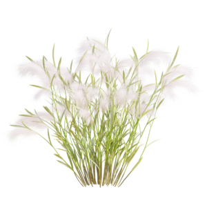 Hordeum Jubalum 03