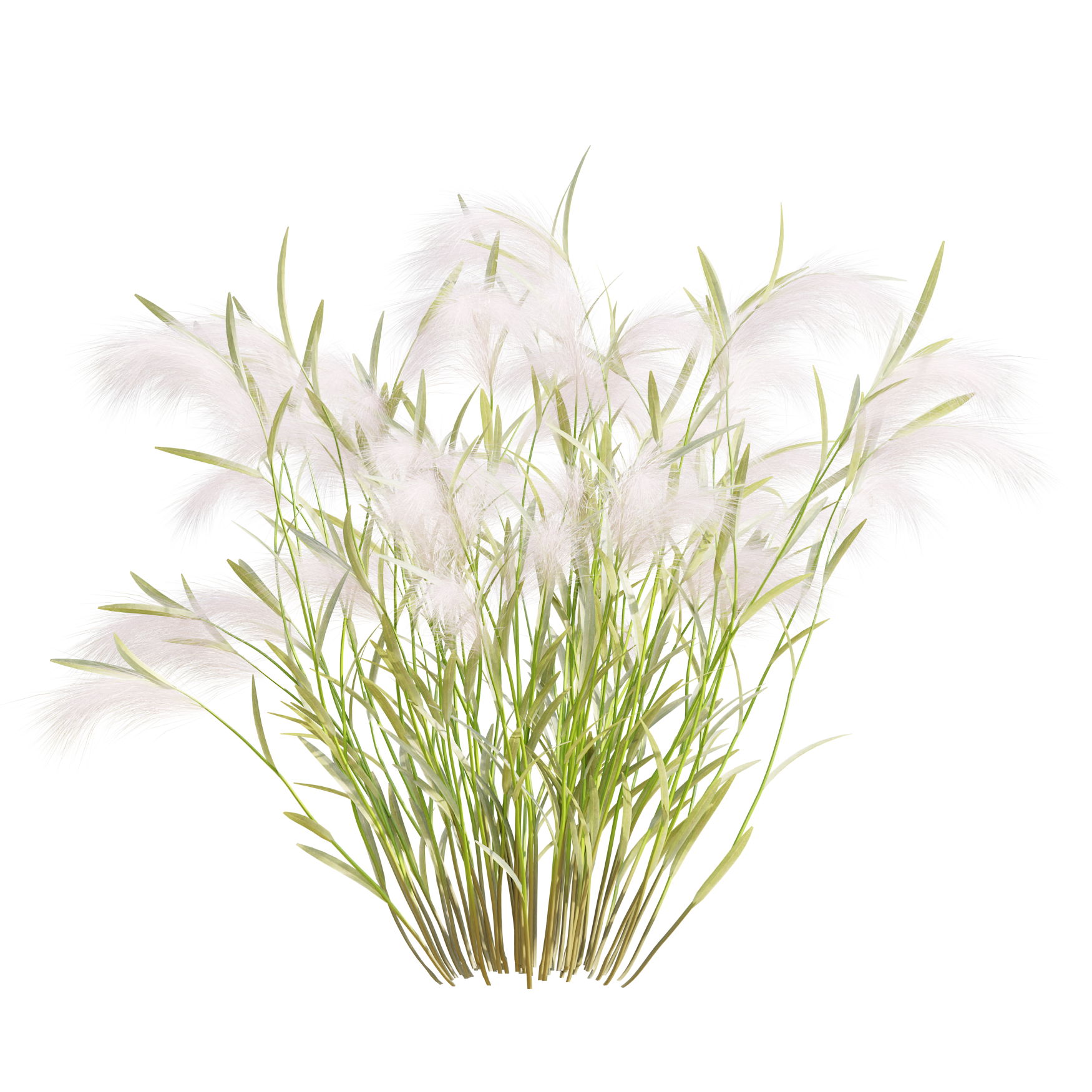 Plants_Outdoor-Shrubs_Hordeum-Jubalum_03